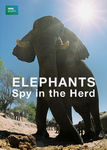 Elephants: Spy in the Herd | filmes-netflix.blogspot.com